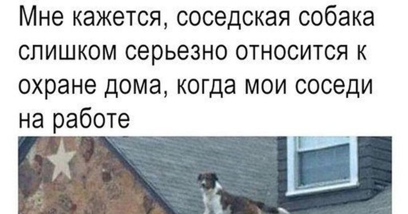 Собака соседа