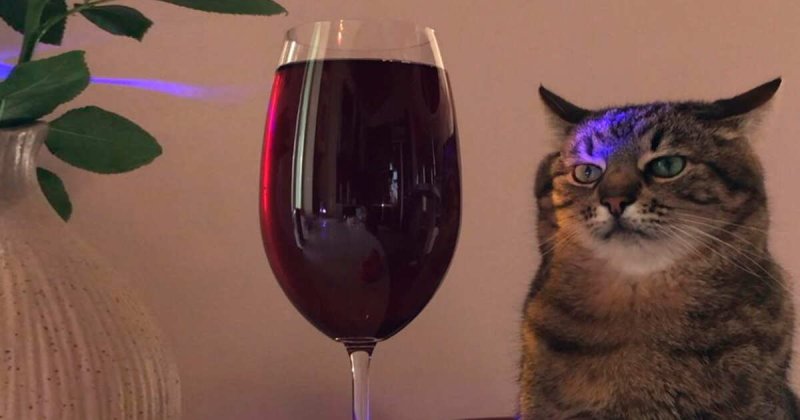 Кот Степан с бокалом