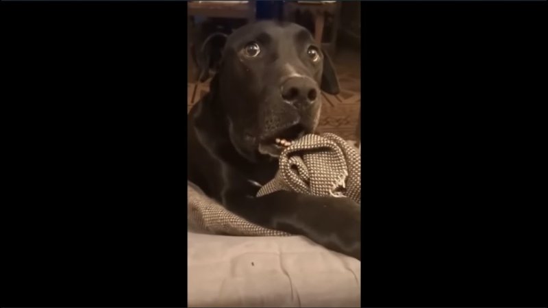 Соседская собака