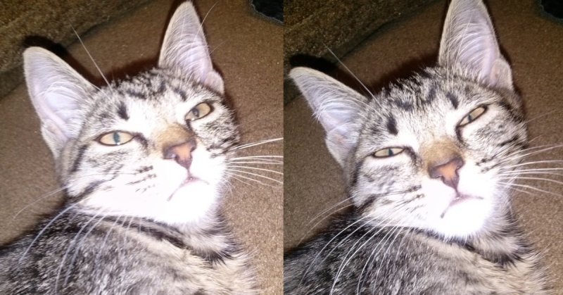 Кот подозревака Мем