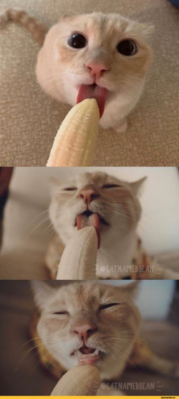 Смешной кот в банане