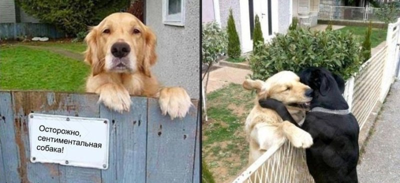 Юмор про собак и хозяев