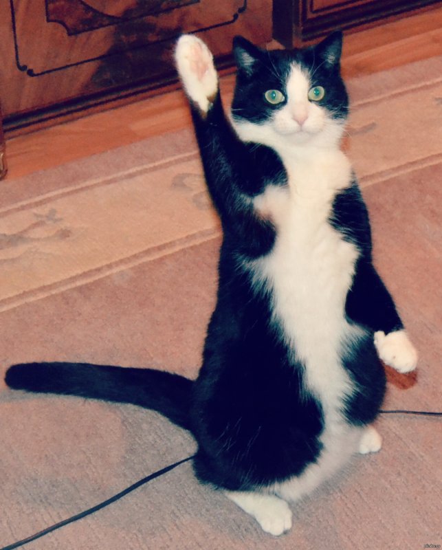 Котик приветствует