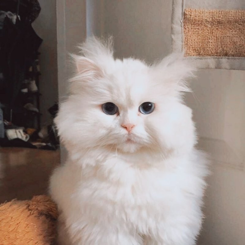 Пушистый кот Мем