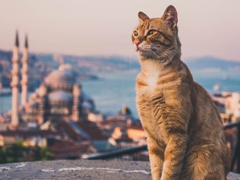 Кошки в Стамбуле