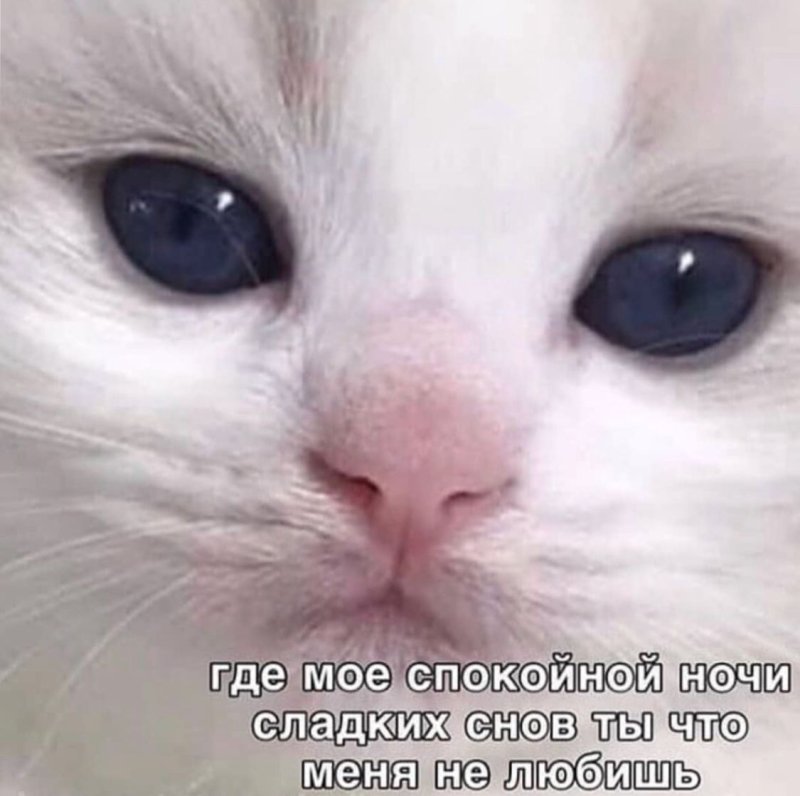 Милые котики мемы