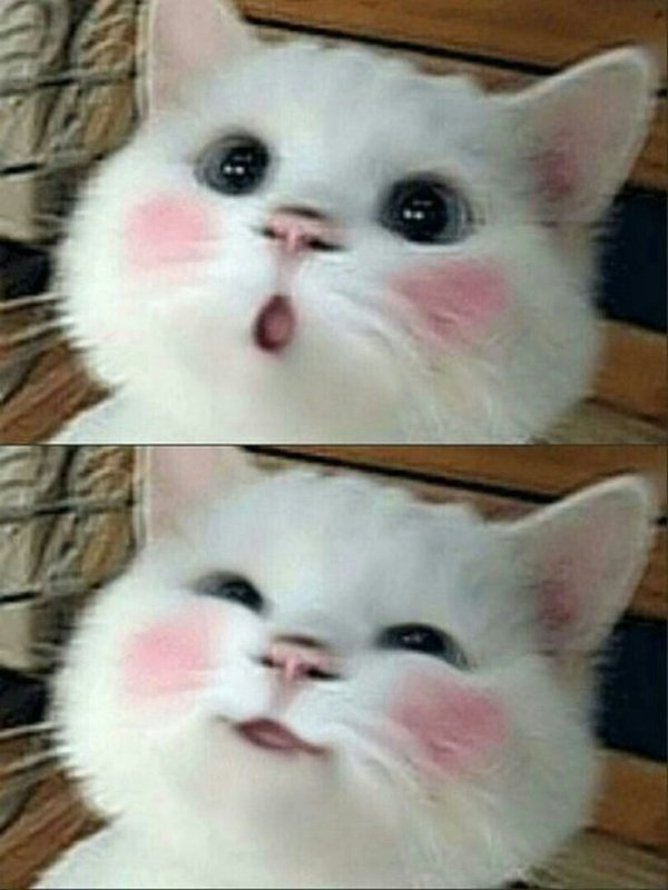 Котенок с розовыми щечками