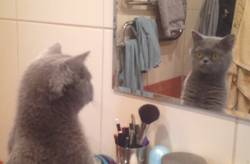 Зеркало кот