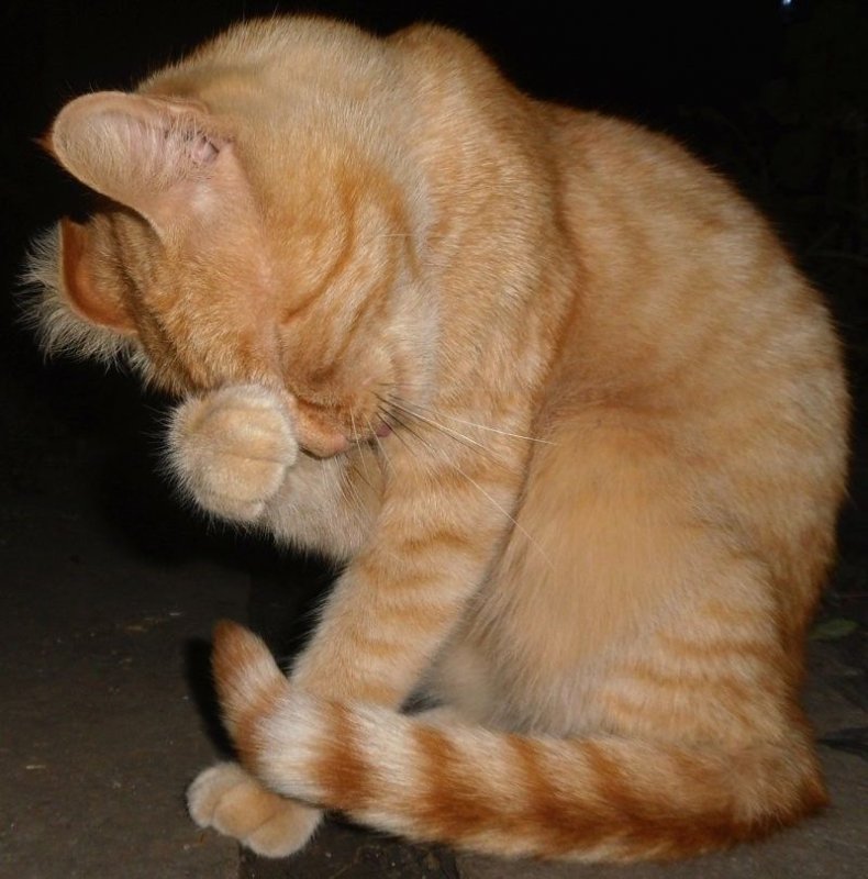 Котику стыдно