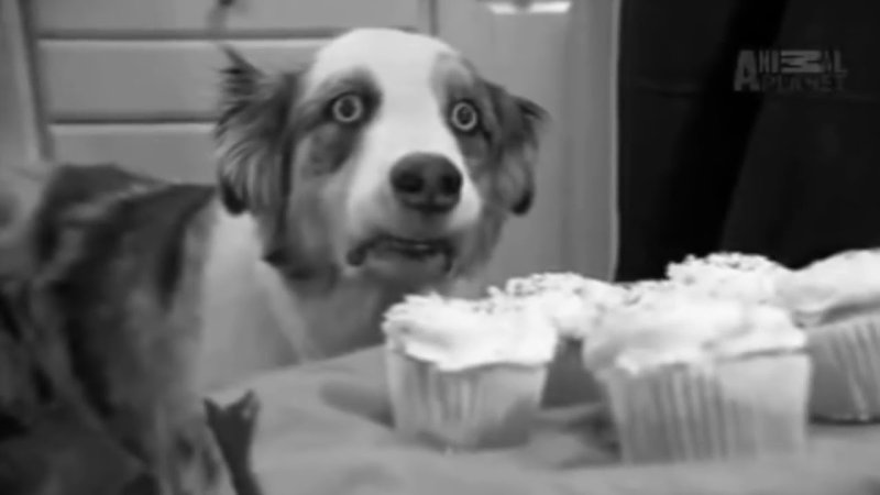 Why are we still here just to suffer