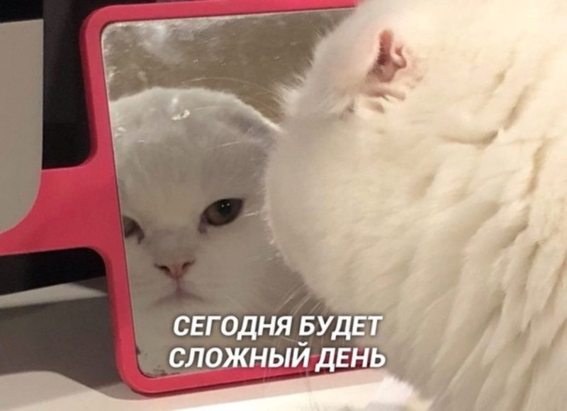 Кот Мем