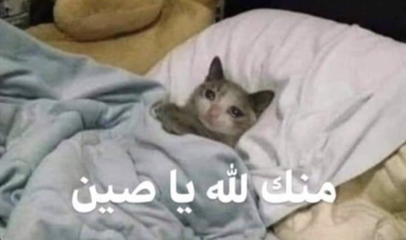 Кот спит под одеялом