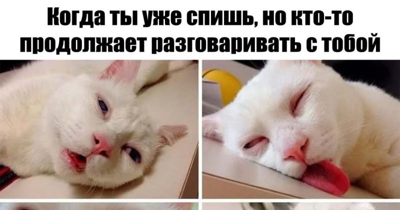 Кот спит Мем