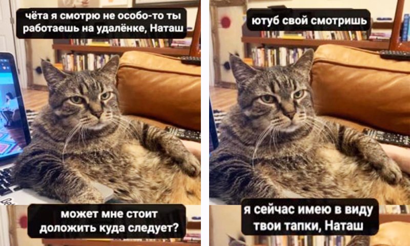 Турецкий кот Мем