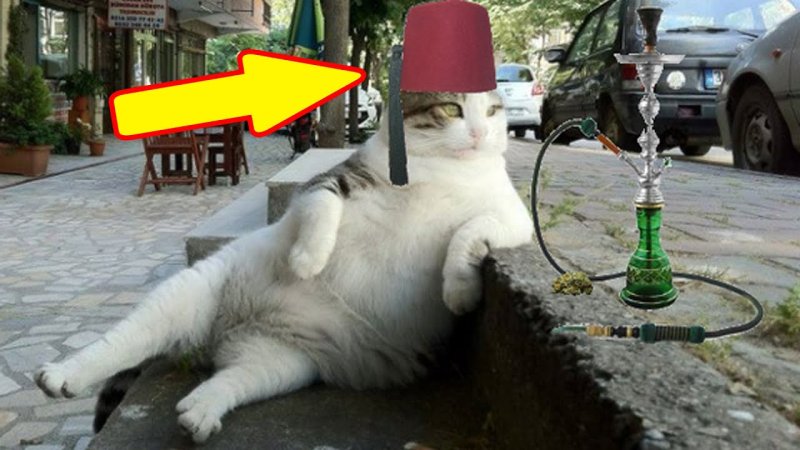 Памятник коту в Турции