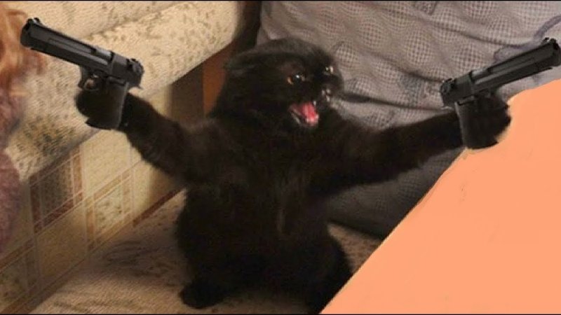 Котик с пистолетом