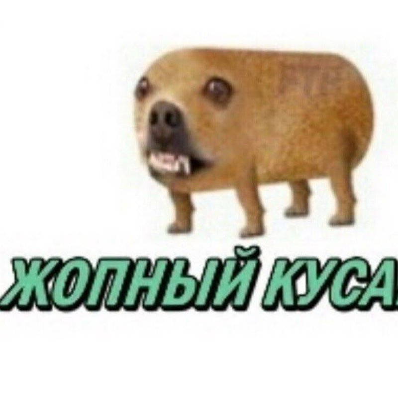 Мемы гавкошмыг