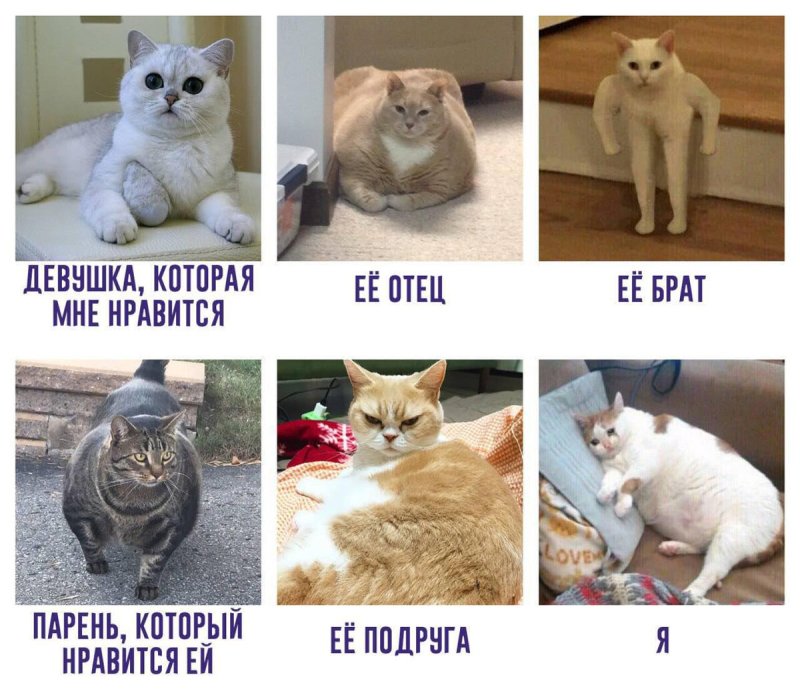Котик Мем