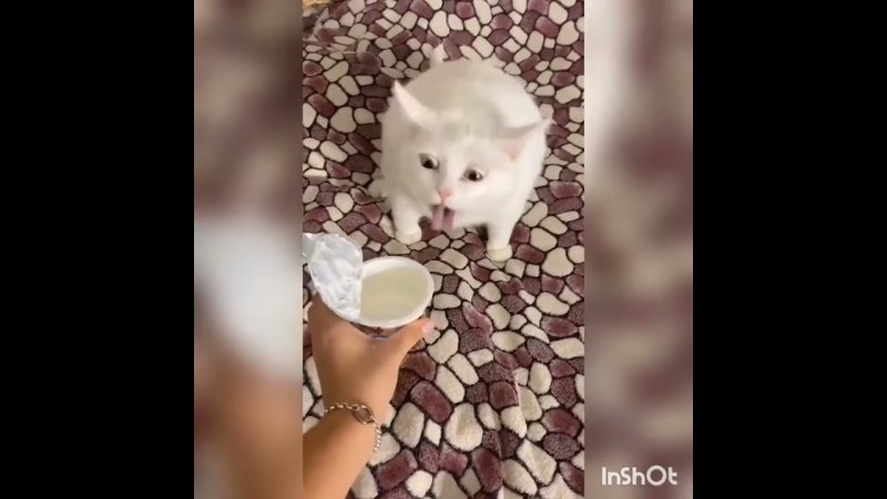 Кот рыгает Мем