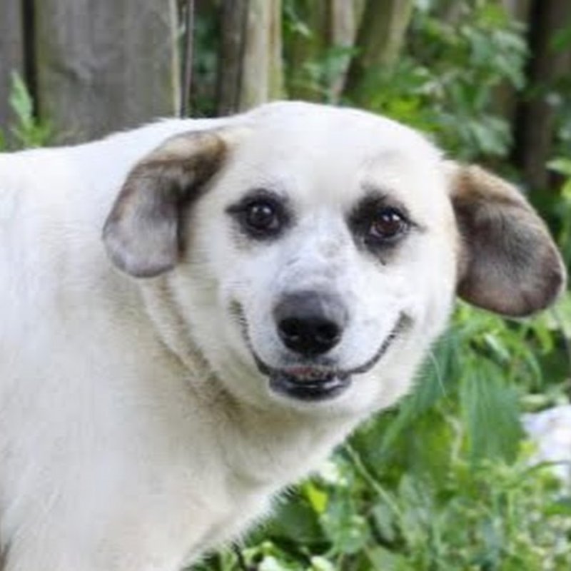 Собака улыбака