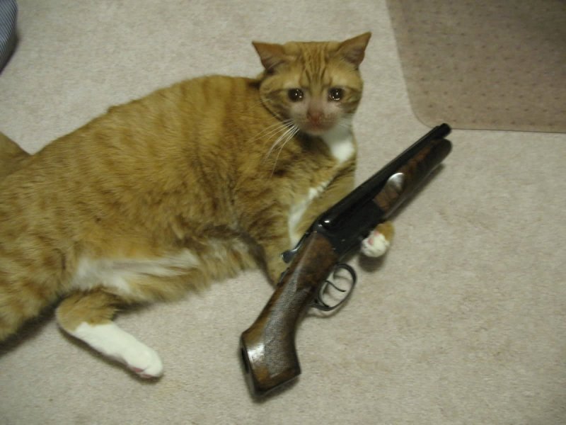 Котик с автоматом