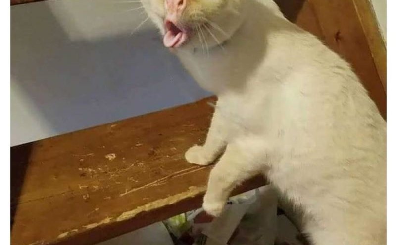 Кашляющий кот