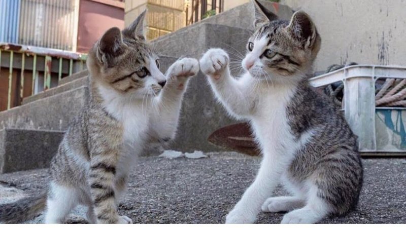 Кот дает лапу