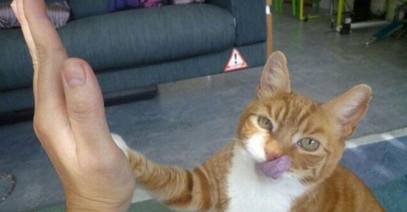 Кот здоровается