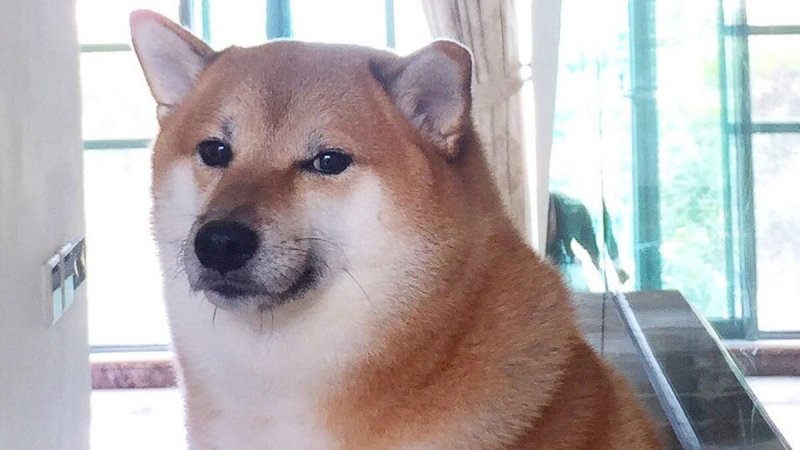 Удивлённая собака Мем