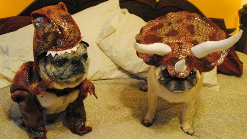 Мопсика в костюме динозаврика
