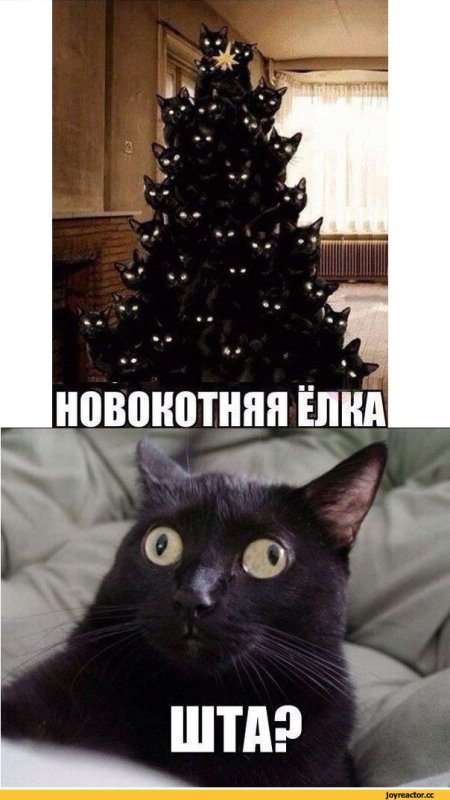 Мемы кот и елка