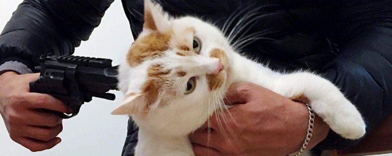 Кот с пистолетом