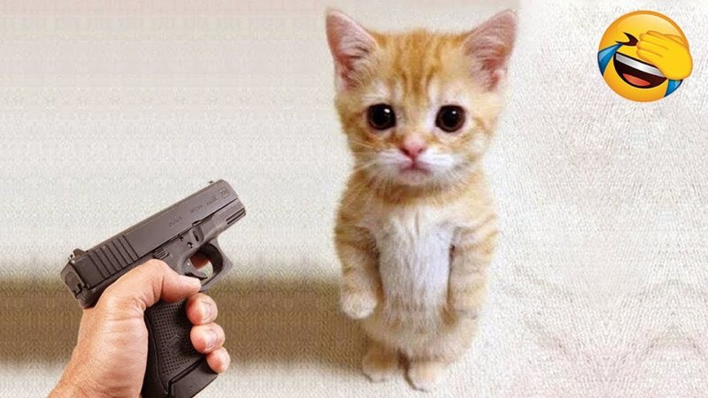 Эльгато котик