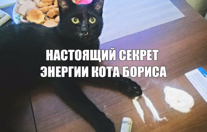 Настоящий секрет кота Бориса