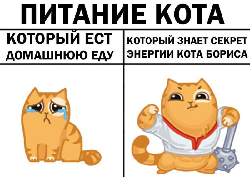 В чём секрет кота Бориса