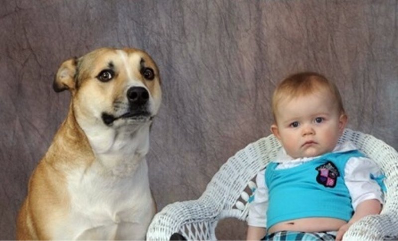 Каждый третий собака