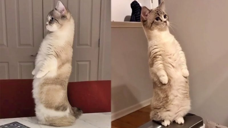 Манчкин кошка на задних лапах