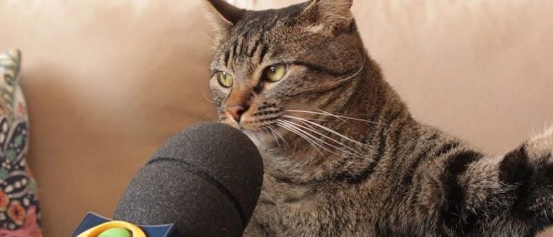 Котик интервью