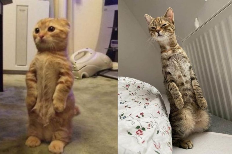 Кот стоящий на задних лапах Мем