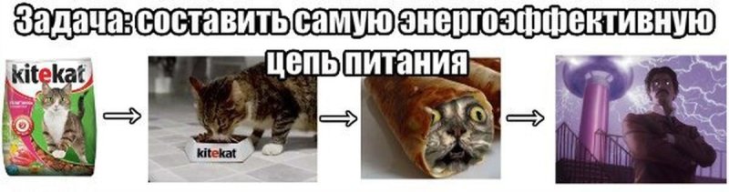 Секрет кота Бориса