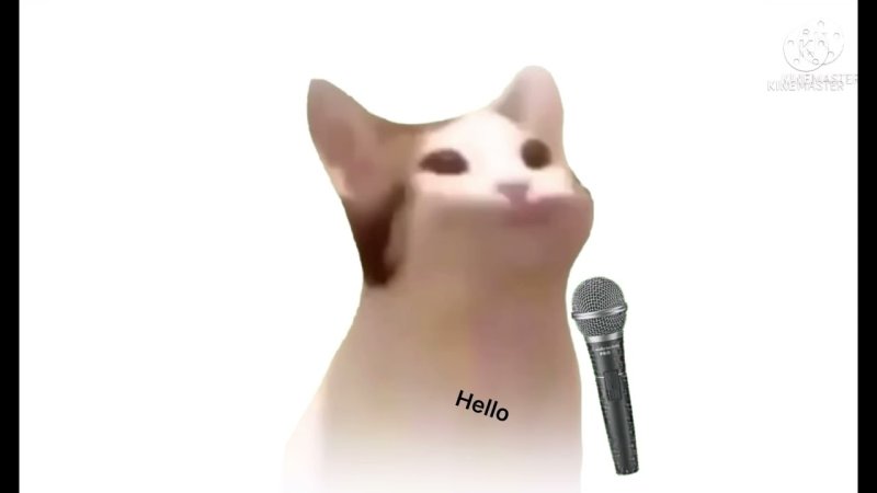 Кот с открытым ртом мум