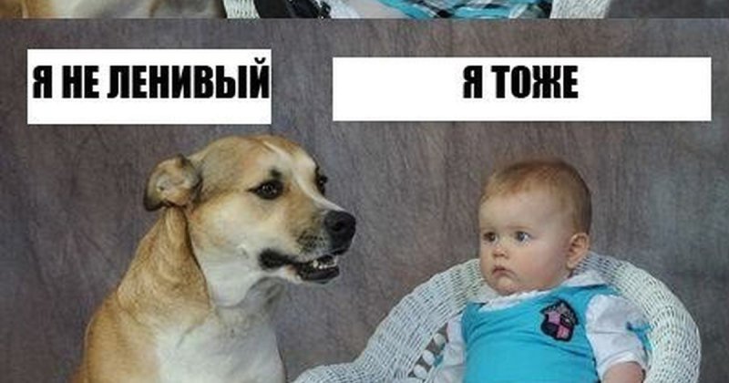 Мем с собакой и ребенком каждый третий