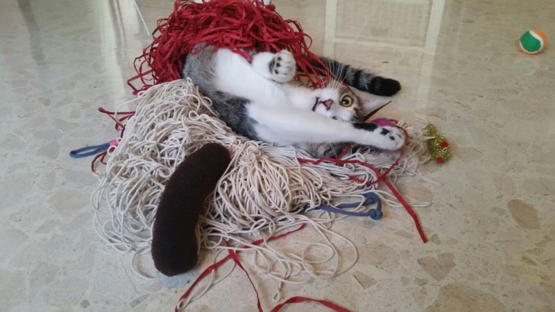 Котенок запутался в нитках