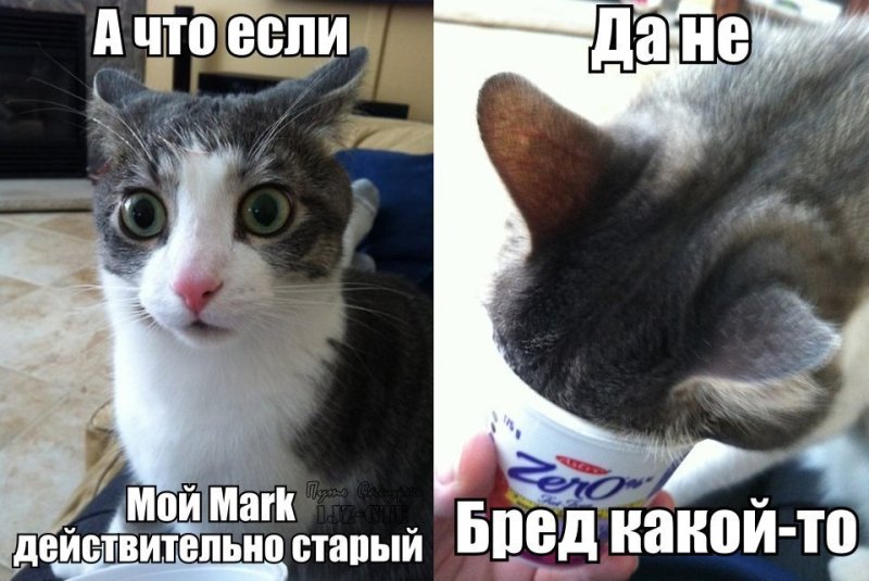 Кот Мем
