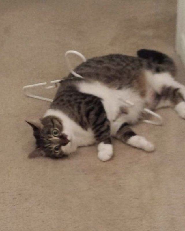 Котик запутался