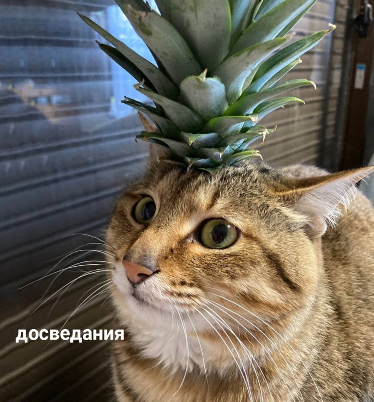 Котик в ананасе