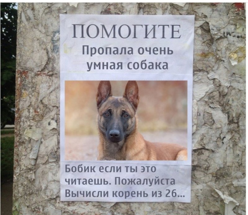Пропала умная собака