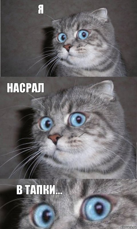 Кот говорит