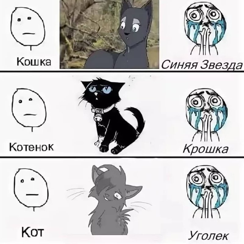 Коты Воители мемы