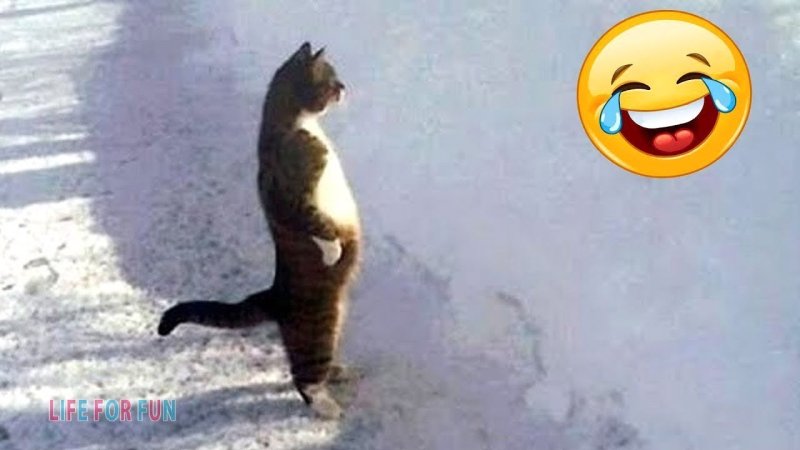 Кошка на дыбах